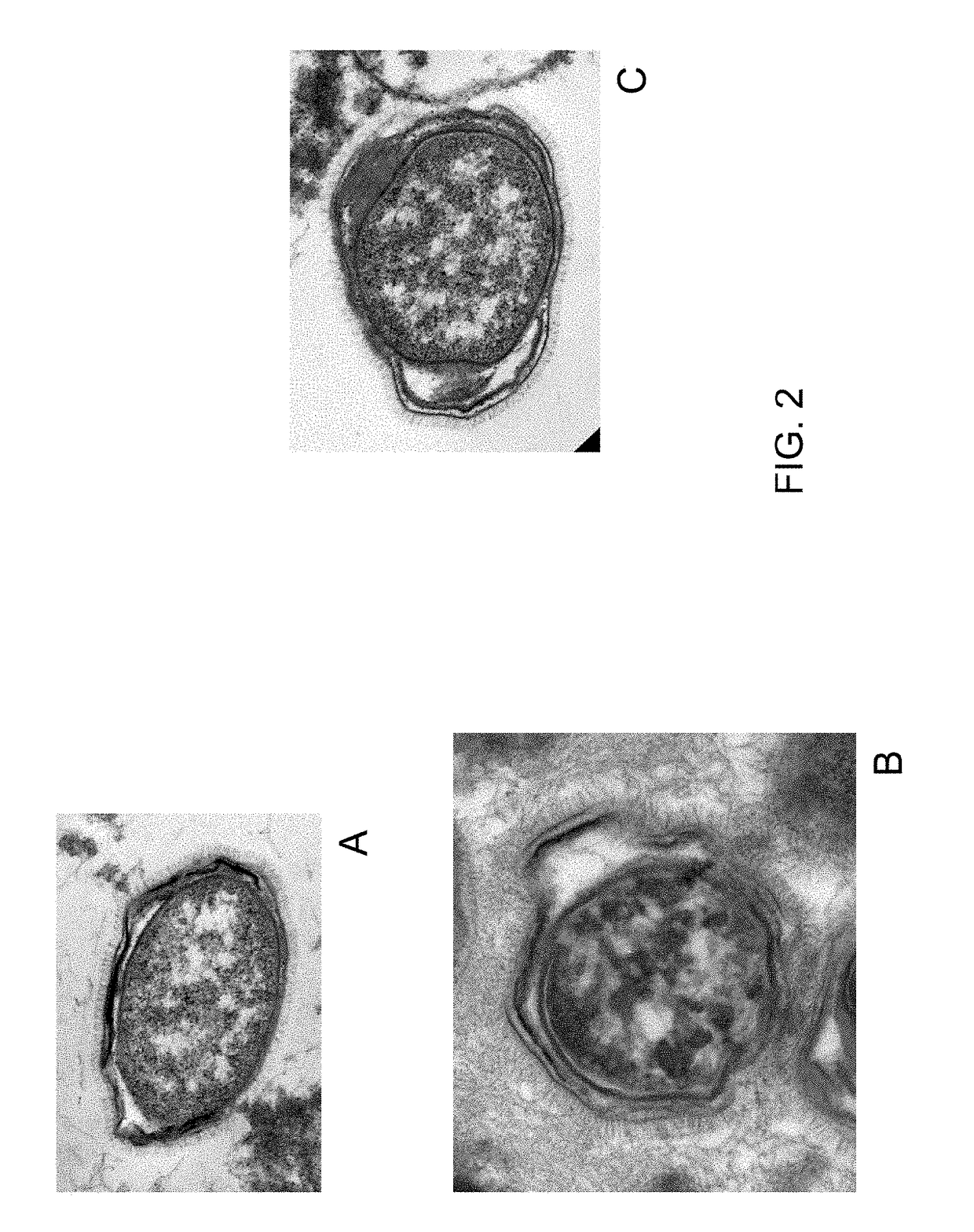 Methods, formulations, and kits for bacterial degradation