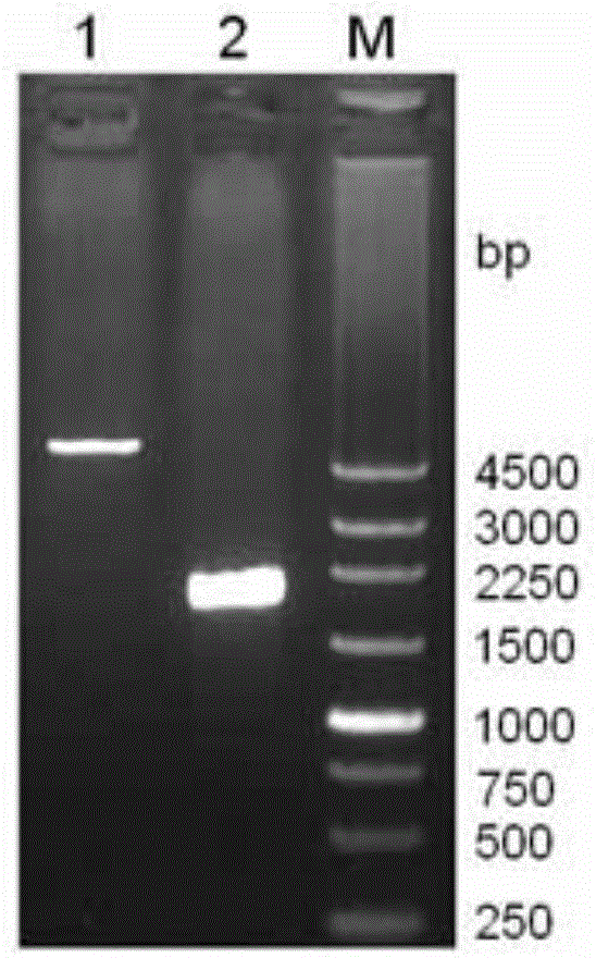 Genetic engineering bacterial strain for expressing bacillus subtilis laccase in strain cell and method for realizing secreting and expressing laccase in bacterial strain