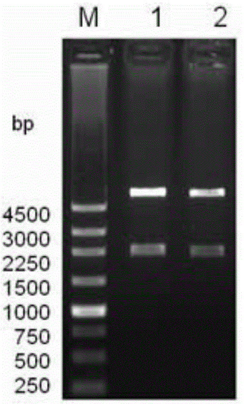 Genetic engineering bacterial strain for expressing bacillus subtilis laccase in strain cell and method for realizing secreting and expressing laccase in bacterial strain