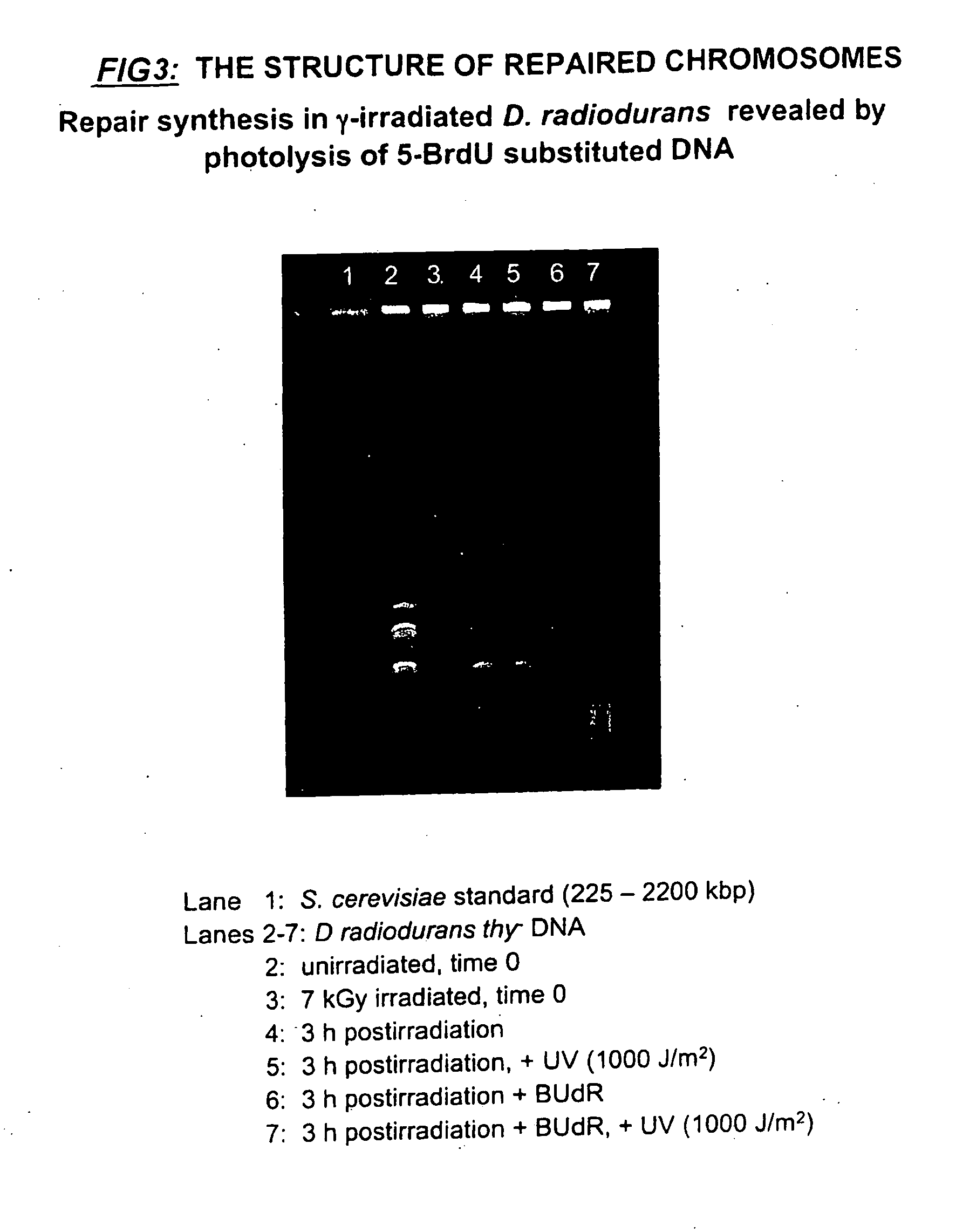 Process for Chromosomal Engineering Using a Novel Dna Repair System