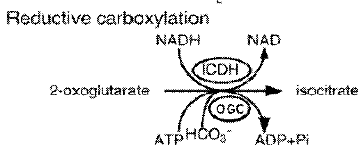Synthetic pathway for biological carbon dioxide sequestration