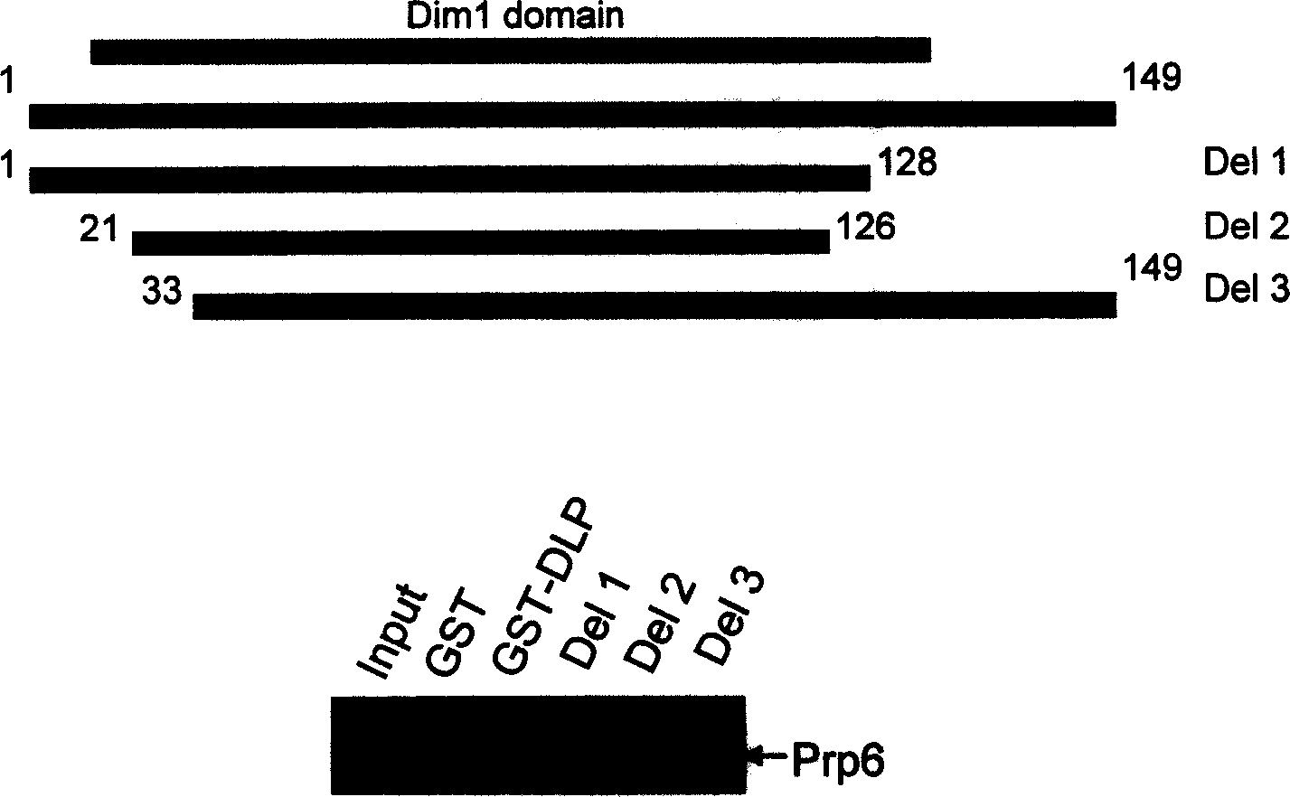 Use of DLP in Pre-mRNA splicing and cell cycle control