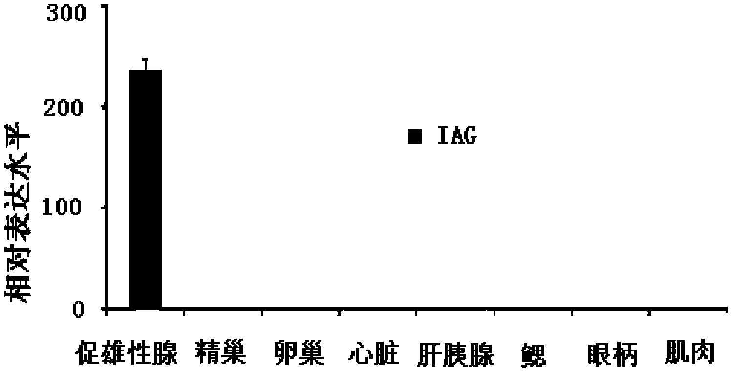 Macrobrachium nipponense MnIAG gene, and amplimer group and amplification method thereof