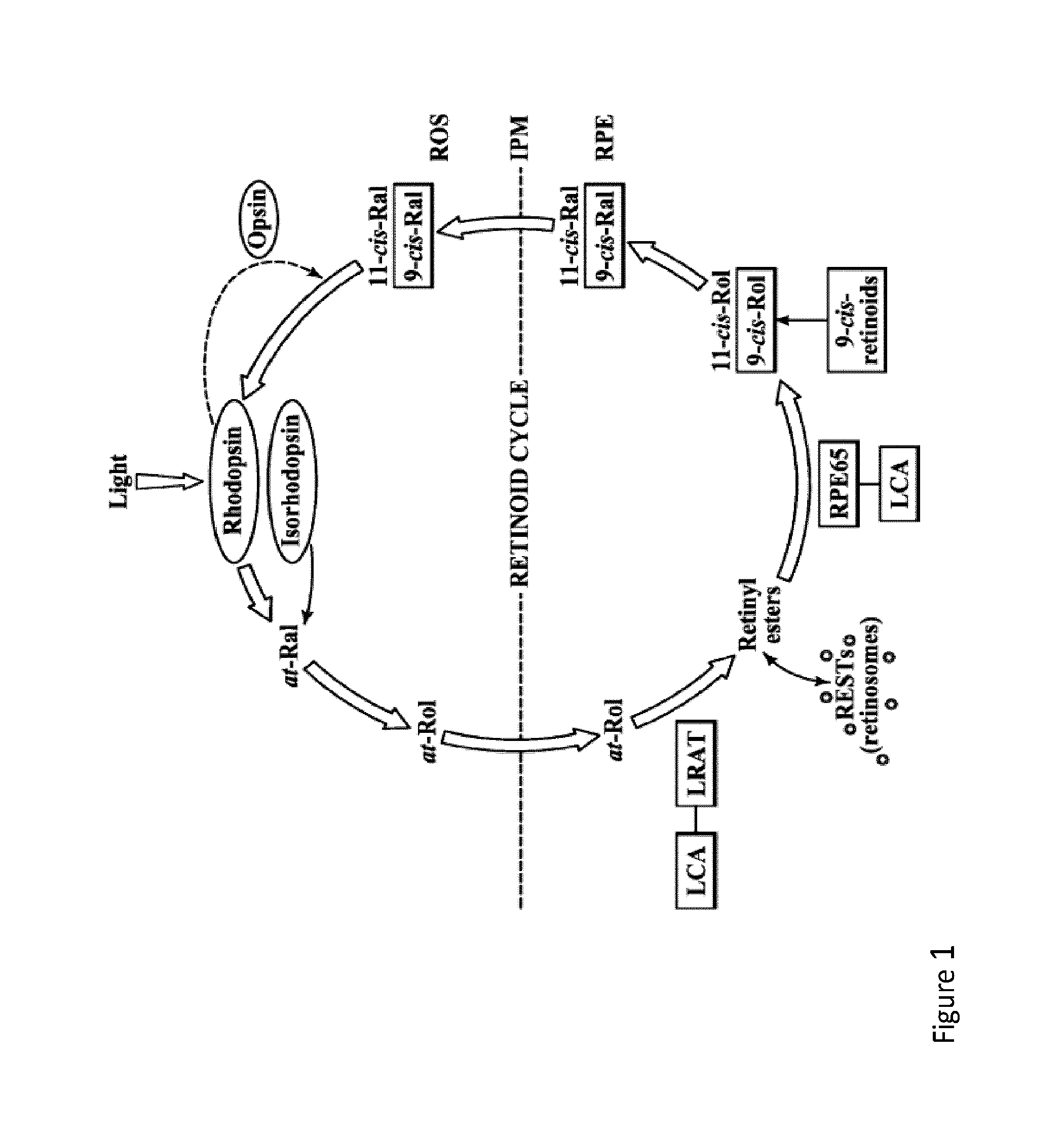 Therapeutic regimens and methods for improving visual function in visual disorders associated with an endogenous retinoid deficiency