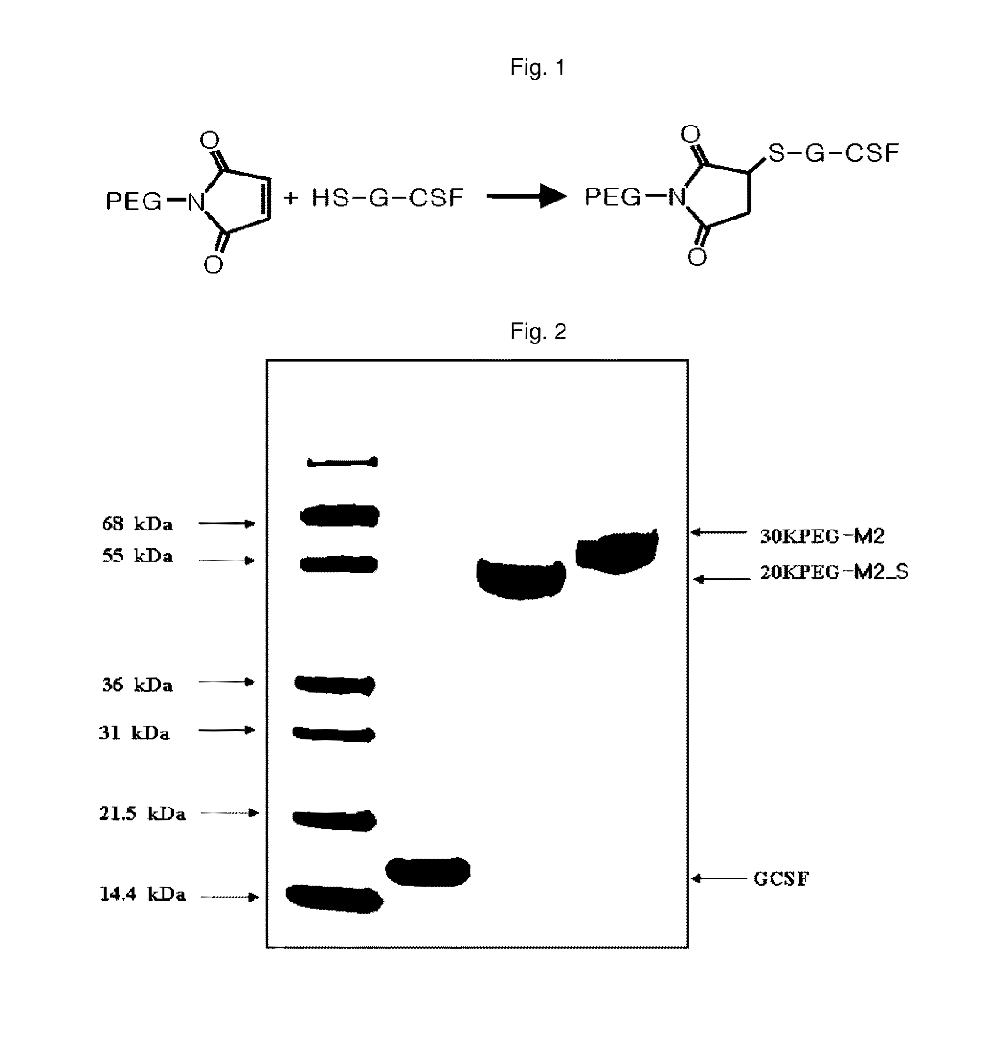 Mutant of granulocyte-colony stimulating factor (G-CSF) and chemically conjugated polypeptide thereof