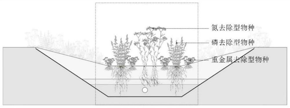 A ground cover plant community organization method suitable for bioretention facilities