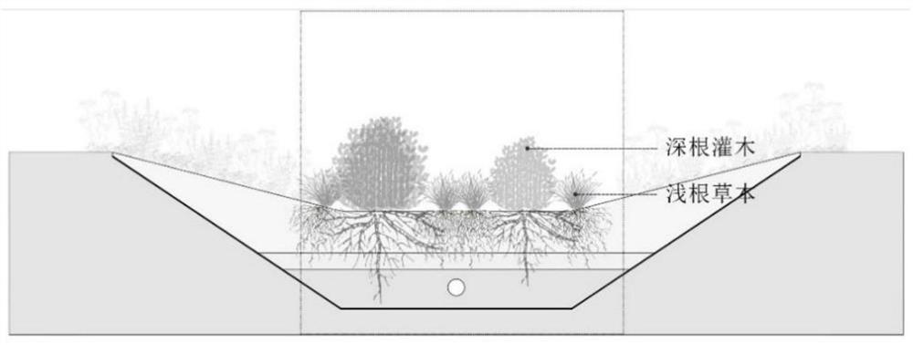 A ground cover plant community organization method suitable for bioretention facilities