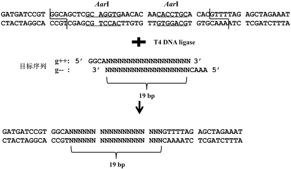 Establishment and application of plant multi-gene knockout vector