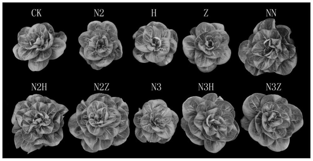 Method for planting non-heading Chinese cabbages under condition of reduced application of nitrogen fertilizer