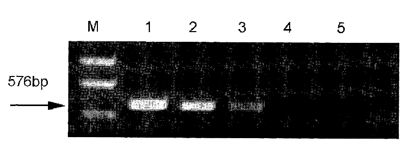 Single cell real time fluorescent quantitative RT-PCR method for detecting foot-and-mouth disease virus genome RNA