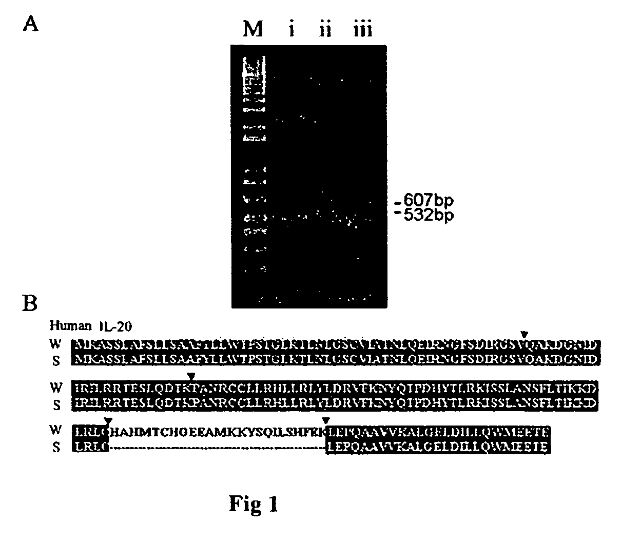 Antibodies to interleukin-20 and method for inhibiting interleukin-20 induced cell proliferation