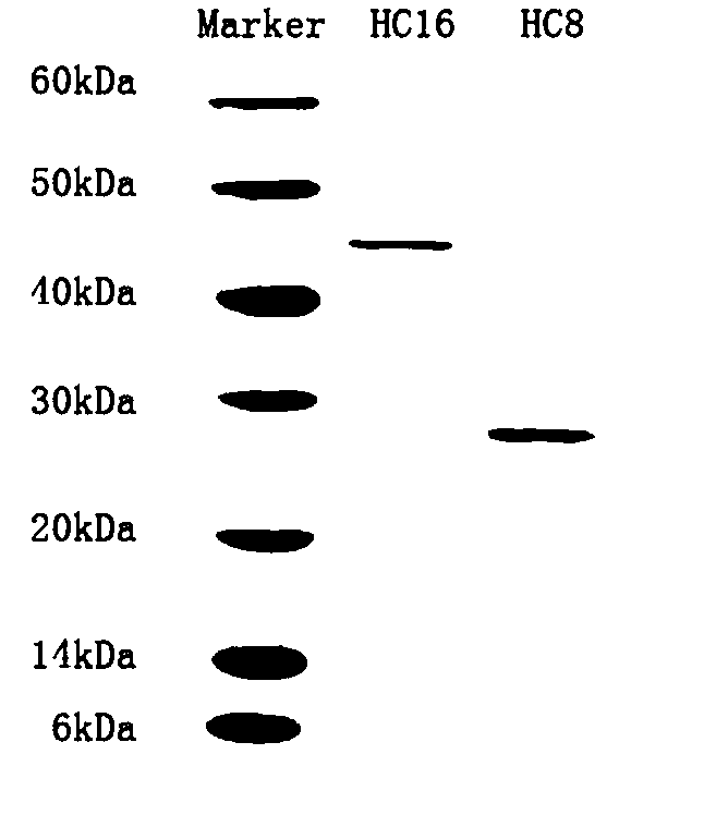 Recombinant human collagen and production method thereof