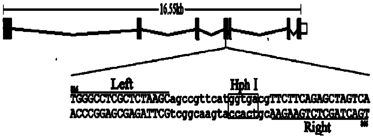 Method for improving antiviral immunity of fishes