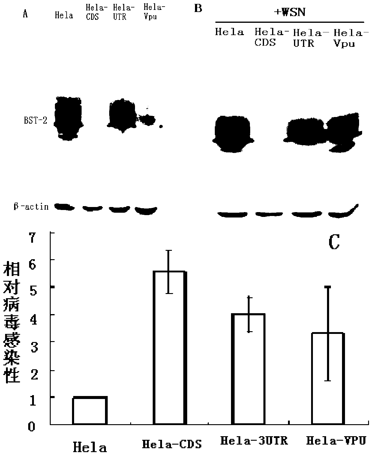 Application of BST-2 protein in preparing medicaments for treating diseases caused by influenza A virus