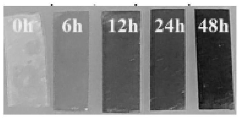 Preparation method of high-strength hydrogel imitating insect skin structure