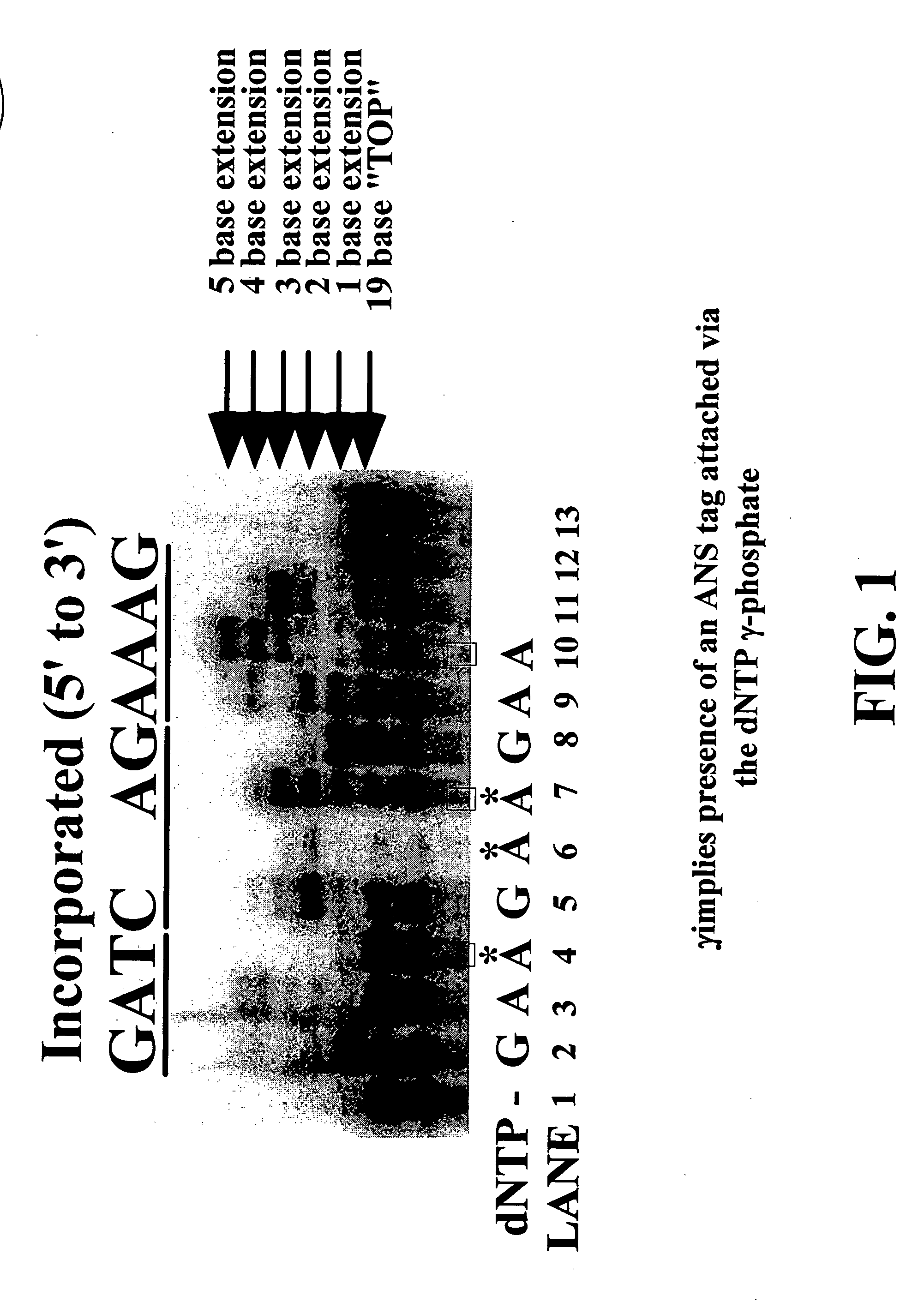 Enzymatic nucleic acid synthesis: compositions including pyrophosphorolysis inhibitors