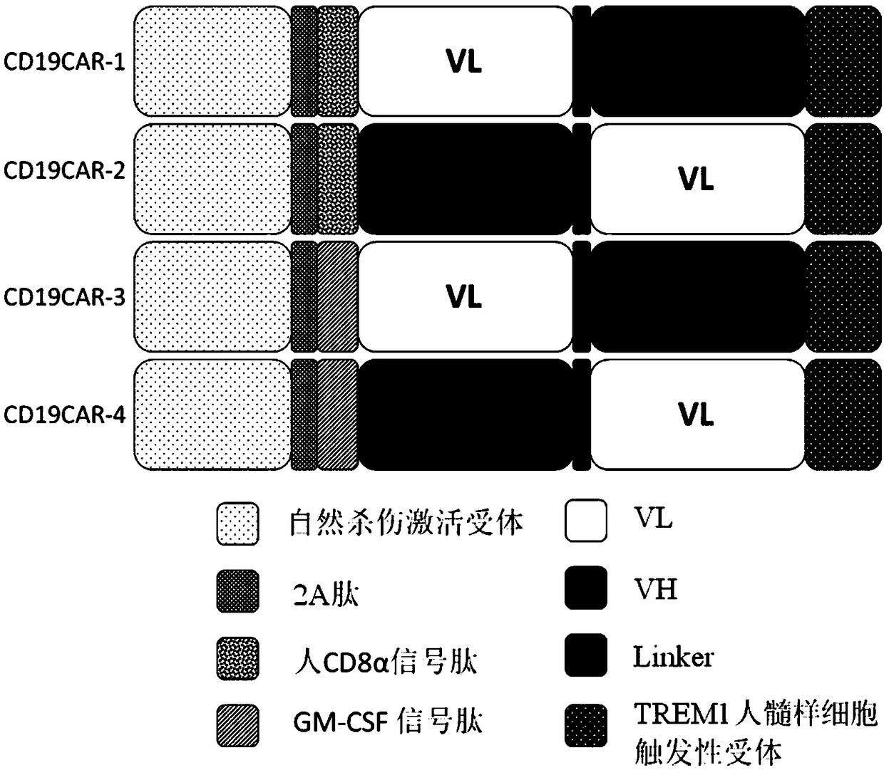 Chimeric antigen receptor DAP12-T2A-CD8alpha-CD19scFv-TREM1 and purpose thereof