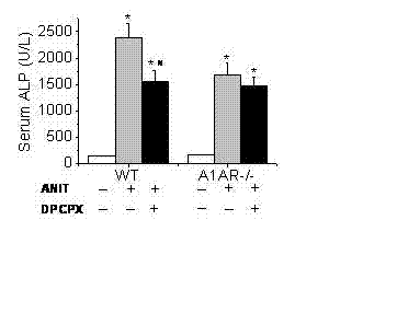 Application of adenosine receptor A1 antagonist in preparing medicine