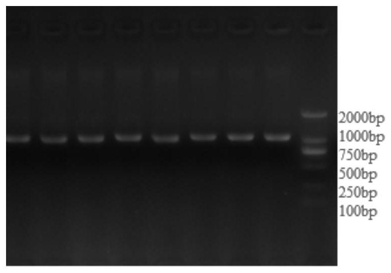 Application of chicken molecular marker combination as detection site for authenticating intermuscular fat width of chicken