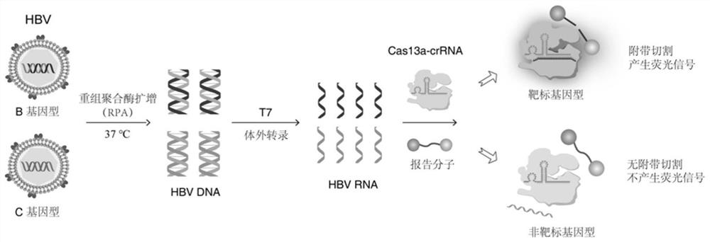 Hepatitis B virus genotyping detection method based on CRISPR/Cas13a system