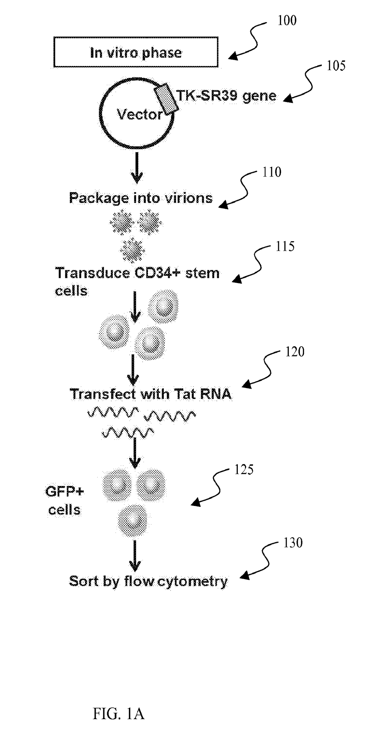 Conditional cytotoxic gene therapy vector for selectable stem cell modification for anti HIV gene therapy