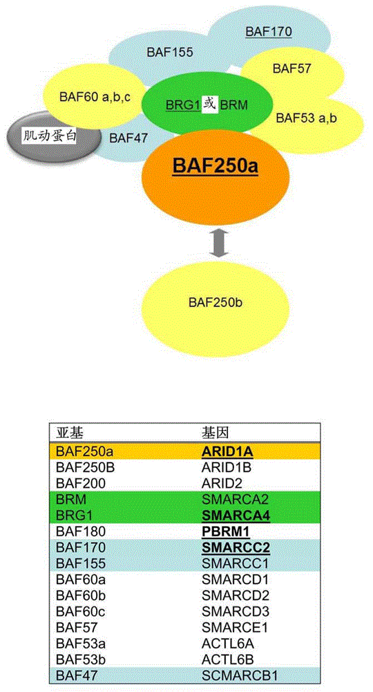 New ovarian cancer biomarkers and targets