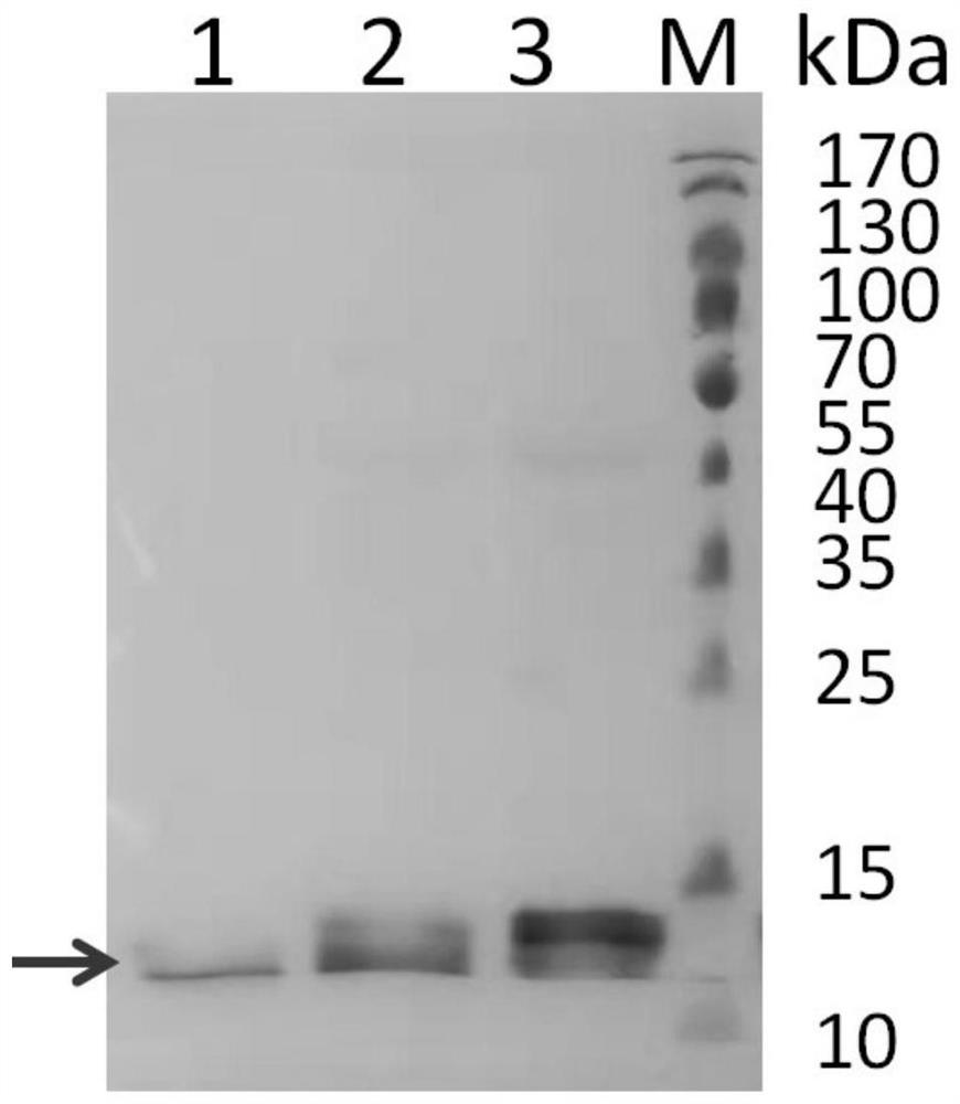 Construction method of echinococcus granulosus immunogenic protein EG95 constitutive expression vector