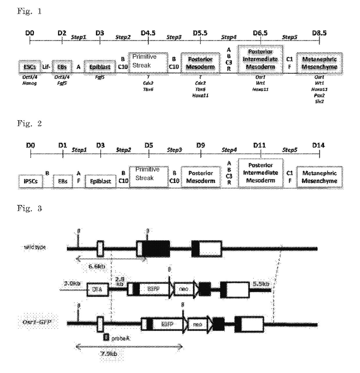 Method of inducing kidney from pluripotent stem cells