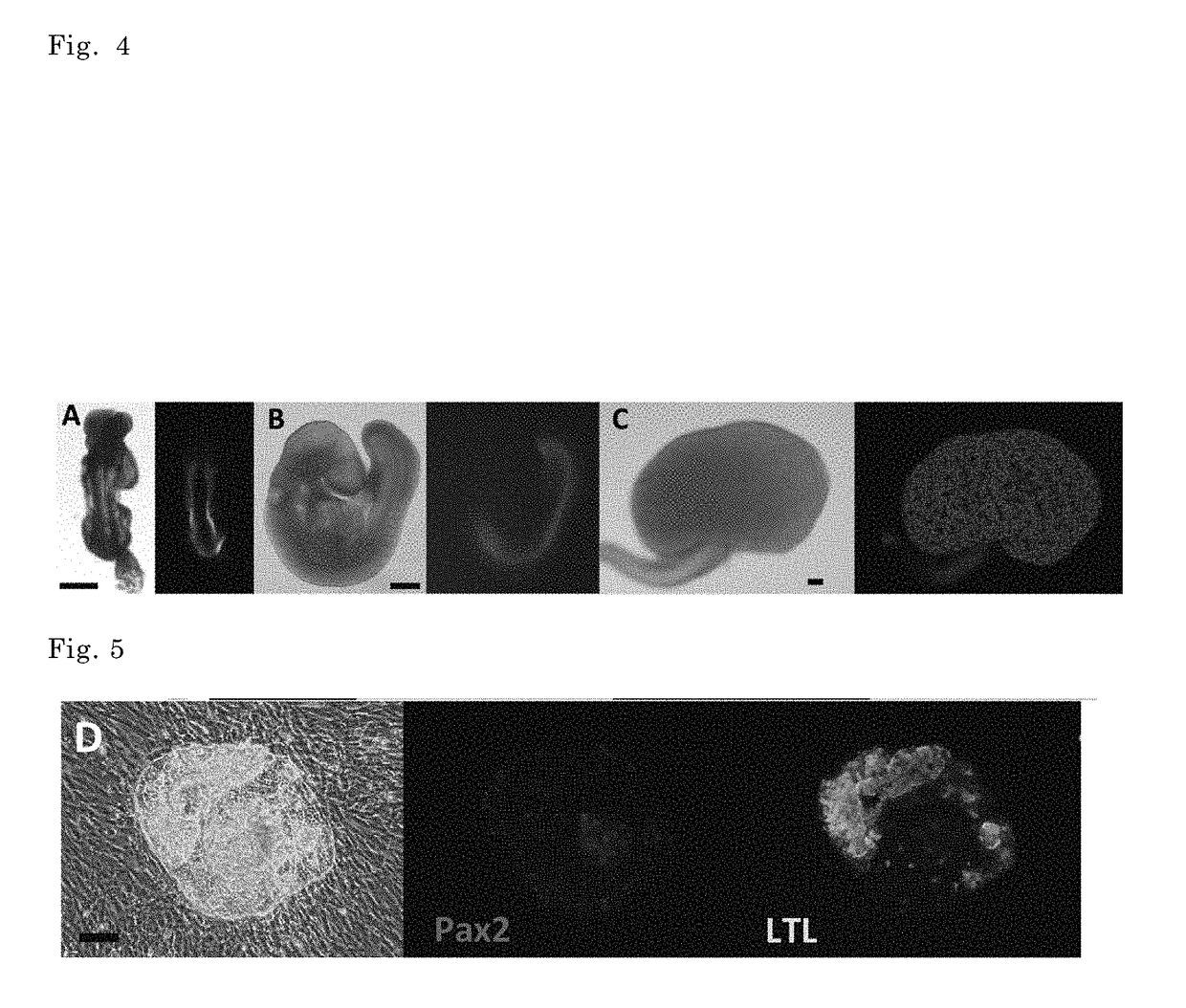 Method of inducing kidney from pluripotent stem cells