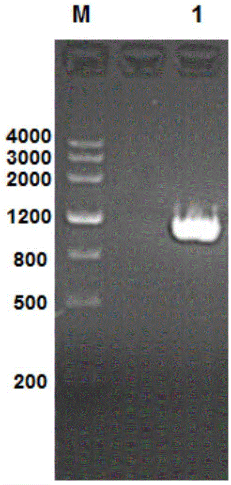 Acinetobacter baumannii 1 A1S-1969 recombinant protein and preparation method and application thereof