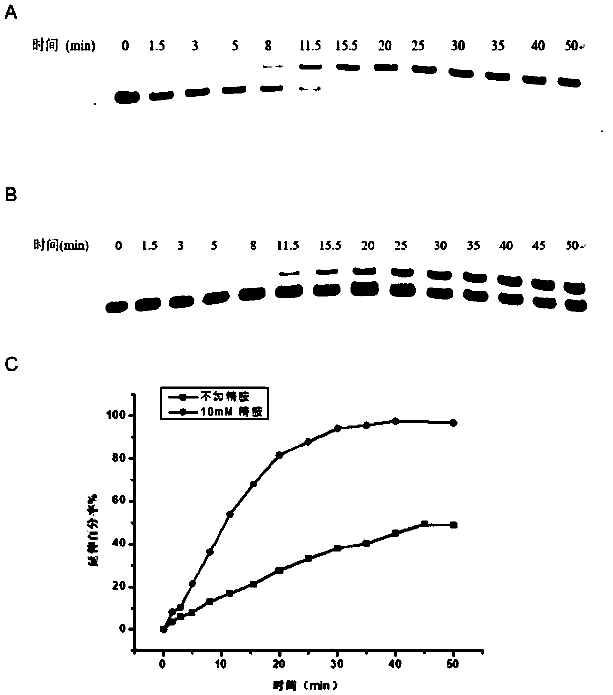 Method for detecting methylation modification of adenine N6 or N1 locus in nucleic acid by means of dUTP or dTTP