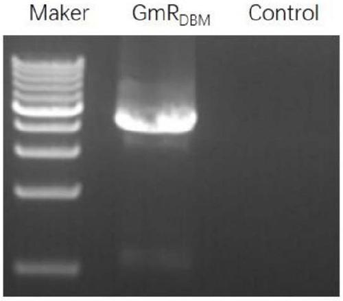 Application of anti-soybean mosaic virus gene GmRDBM