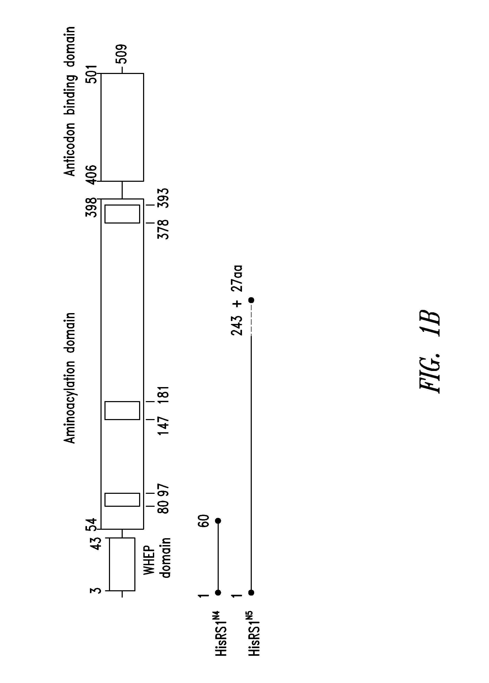 Innovative discovery of therapeutic, diagnostic, and antibody compositions related to protein fragments of histidyl-trna synthetases