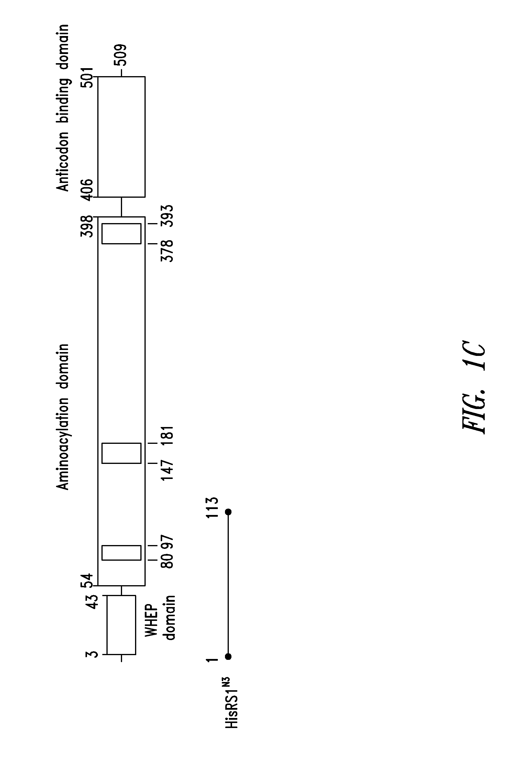 Innovative discovery of therapeutic, diagnostic, and antibody compositions related to protein fragments of histidyl-trna synthetases