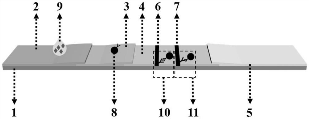 Sperm SP10 protein detection test strip and quantitative detection method