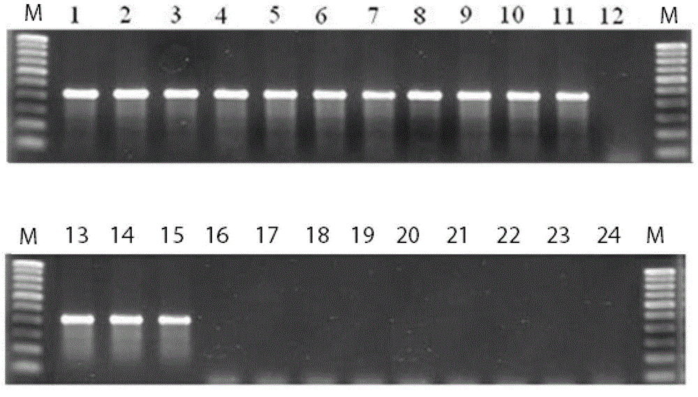 Vibrio anguillarum 01 serotype inactivated vaccine, preparation method and use method thereof