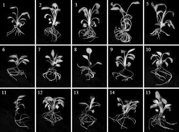 Method for promoting growth of echinacea purpurea regeneration buds