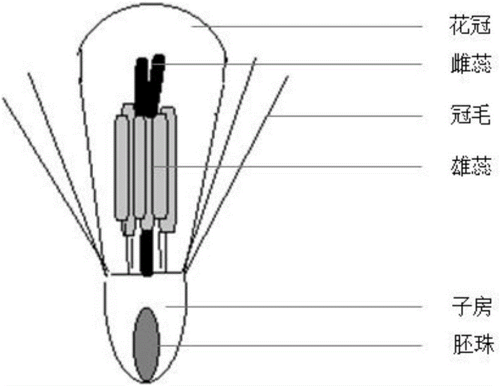 Anther separation method suitable for stevia rebaudianum anther culture