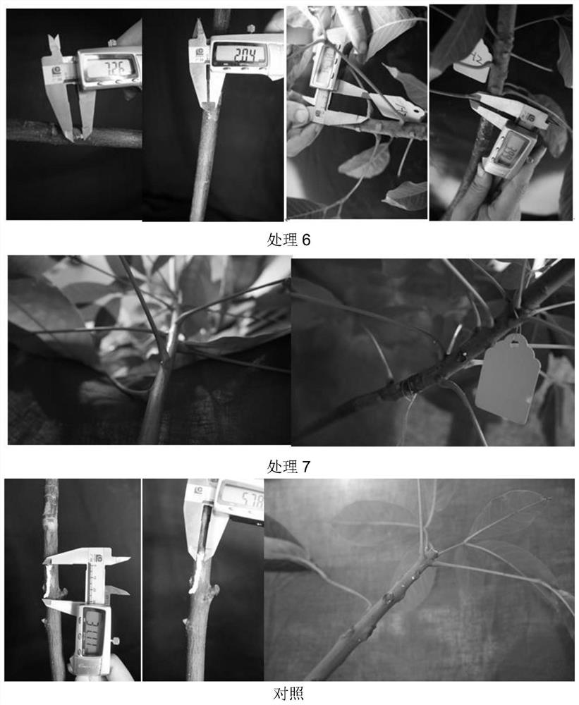 Cold-resistant regulator for effectively inhibiting rubber tree gummosis and application of regulator