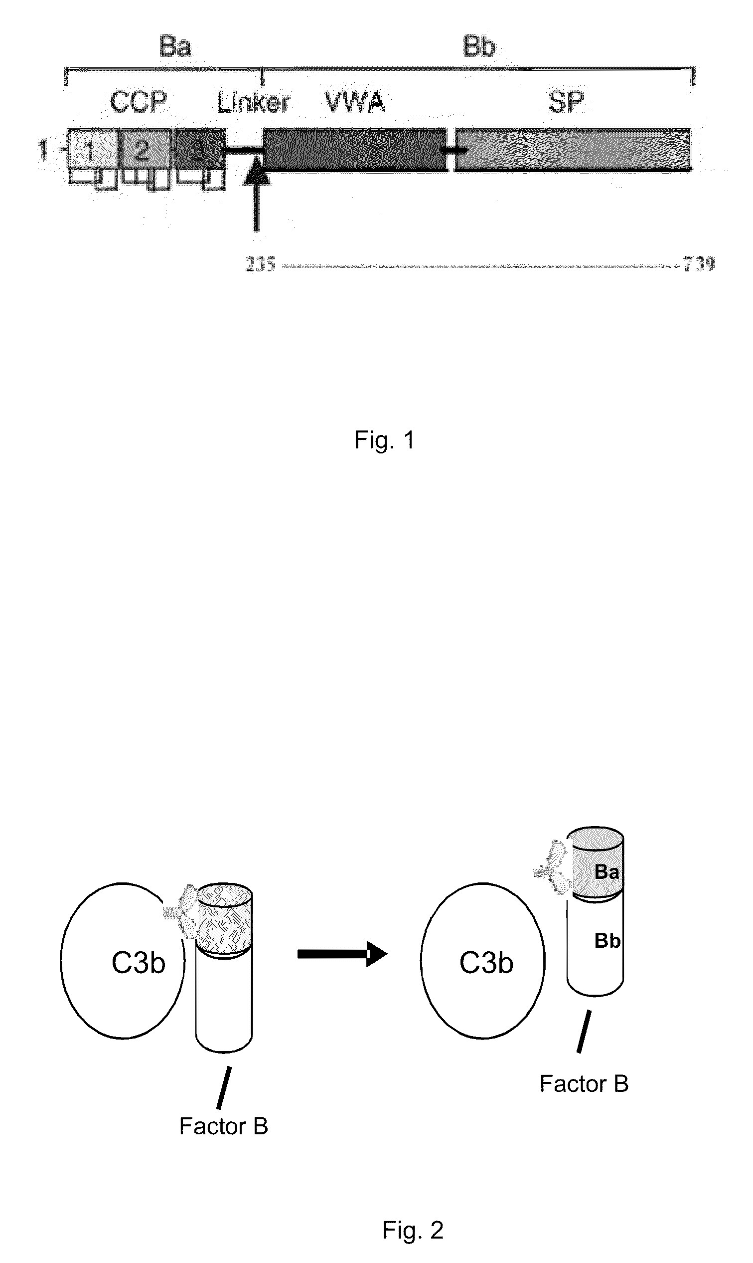 METHOD OF INHIBITING COMPLEMENT ACTIVATION WITH FACTOR Ba SPECIFIC ANTIBODIES AND USE THEREOF