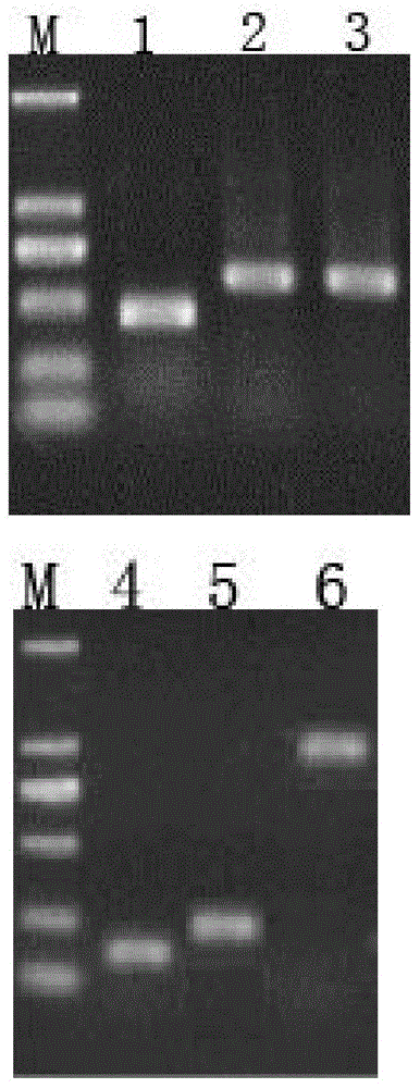Reference genes stably expressing sogatella furcifera at different ages, screening method and application thereof
