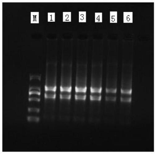 Fluorescence quantitative internal reference gene under heat stress in haizhou changshan mountain and primers and application thereof