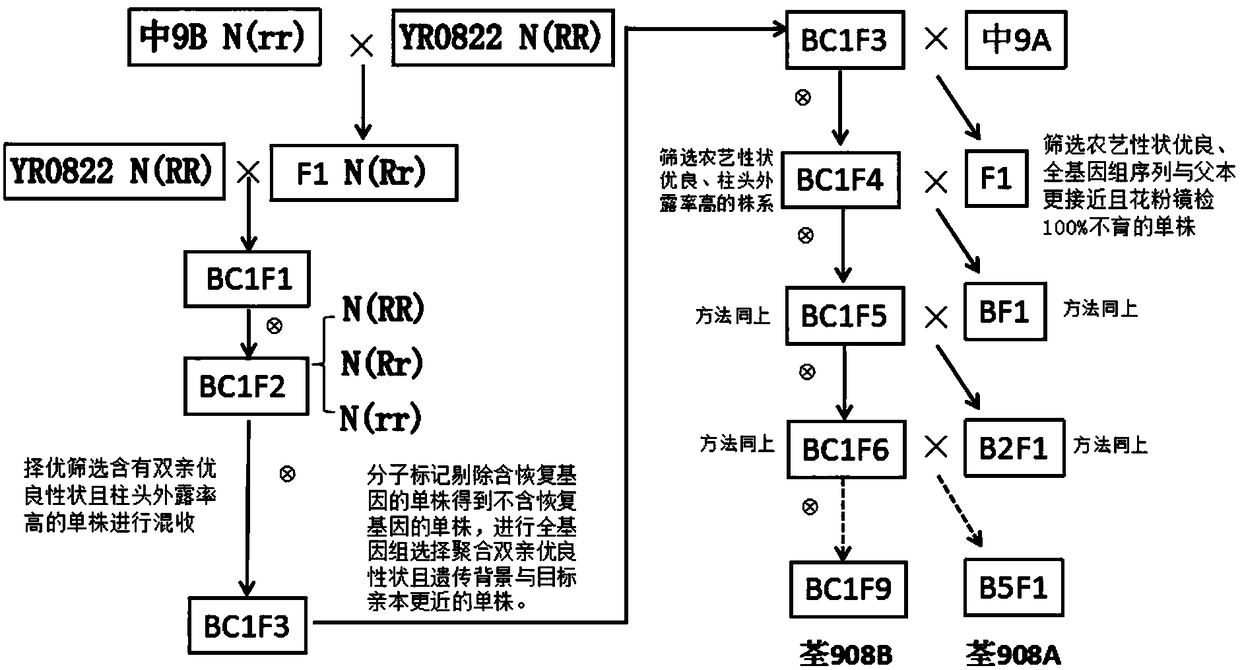 Method for rapid and accurate selective breeding of three-line rice sterile lines by rice genomics technology