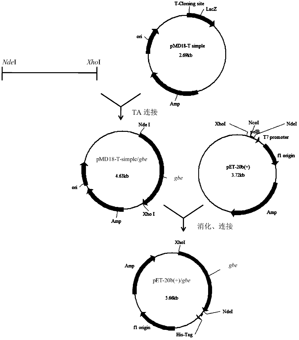 A method for extracellular production of starch branching enzyme without signal peptide