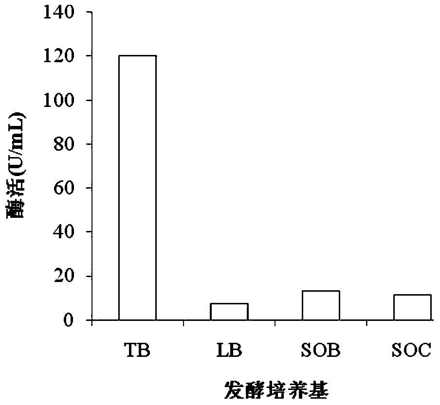 A method for extracellular production of starch branching enzyme without signal peptide