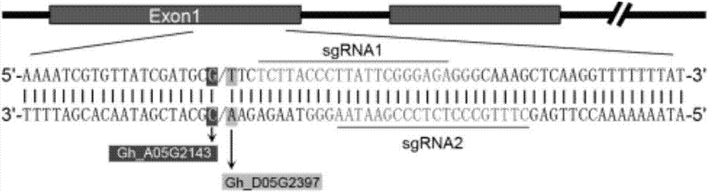 sgRNA for promoting development of cotton lateral root and application thereof
