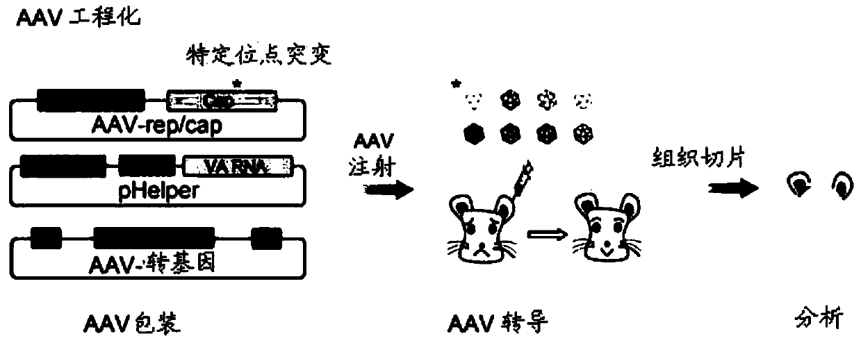 Adeno-associated virus vector and application thereof