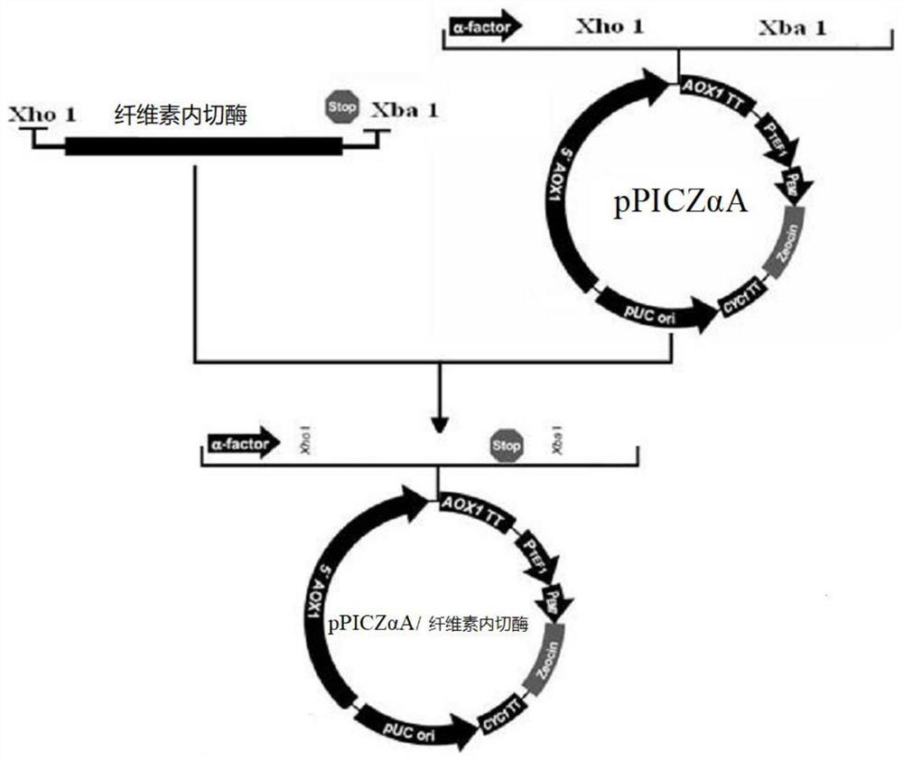 A kind of synthetic gene of endocellulase and its expression vector and protein