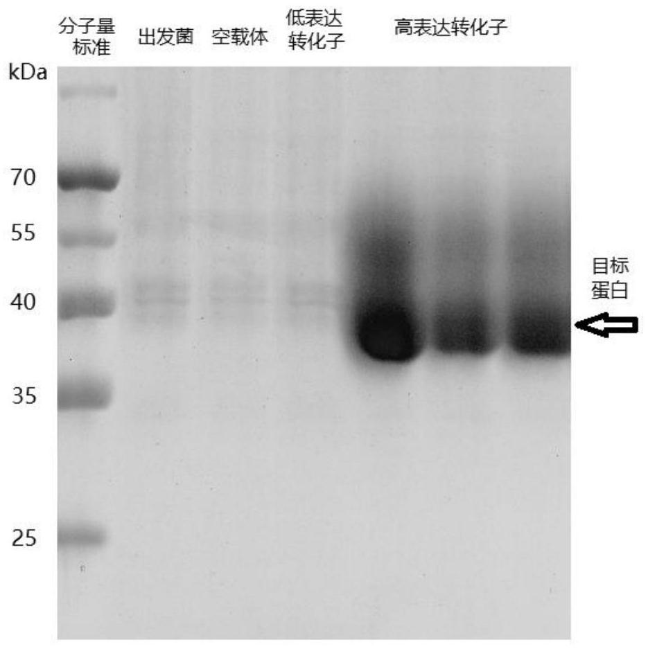 A kind of synthetic gene of endocellulase and its expression vector and protein