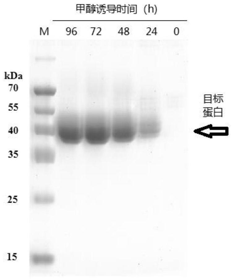 A kind of synthetic gene of endocellulase and its expression vector and protein